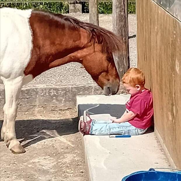 Pferdeausläufe sanieren