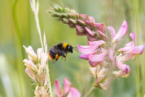 Bienen-Apéro