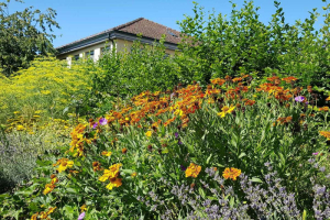 Dein Garten als Biodiversitäts-Hotspot