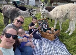 Picknick inmitten Alpakas, Region Bern - Landiswil