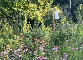 „Holy Wow! Den Klostergarten entdecken“  Sommerfest...