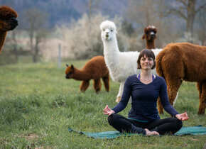 Yoga inmitten Alpakas-  Entspannen auf der Weide, Region...