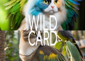 Wild Card