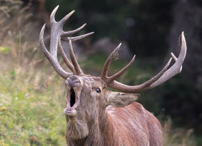 WWF-Kurs - Trockenmauer bauen