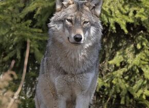 WWF-Ausflug - Wölfe im Kanton St. Gallen