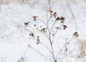 Unsere Vögel im Herbst & Winter