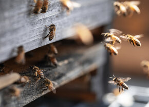 BIENEN VERSTEHEN / IMKER*IN WERDEN