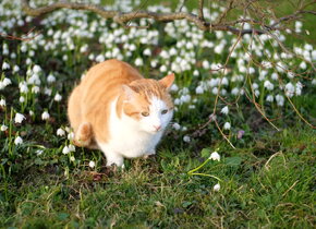 Caruso auf dem Nachtspaziergang