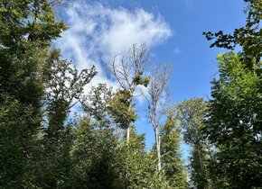 Waldspaziergang Thormannboden