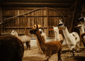 Fondur inmitten Alpakas - Hägendorf