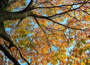 GaLiGrü aus dem herbstlichen Garten