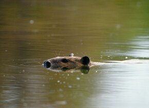 WWF-Kurs - Ökologisch Geld anlegen