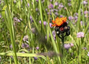 Reinschnuppern mit Hofführung