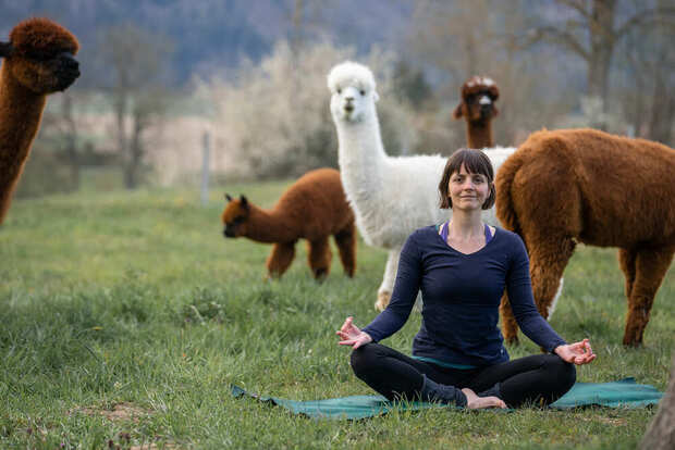 Yoga inmitten Alpakas, Region Bern - Landiswil