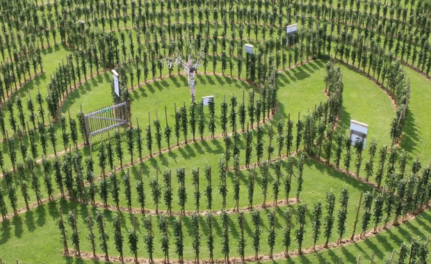 Öpfelgarte auf dem Juckerhof