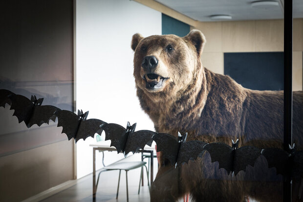 Süsses und Saures im Naturlabor: Halloween im Museum