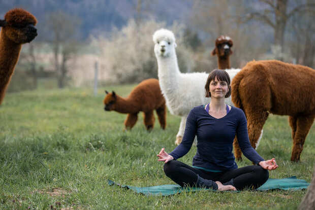 Yoga inmitten Alpakas-  Entspannen auf der Weide, Region...