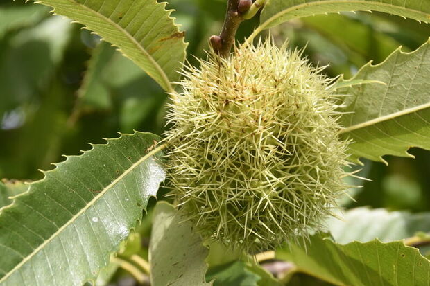 Kälteresistente Stauden für Topf und Garten