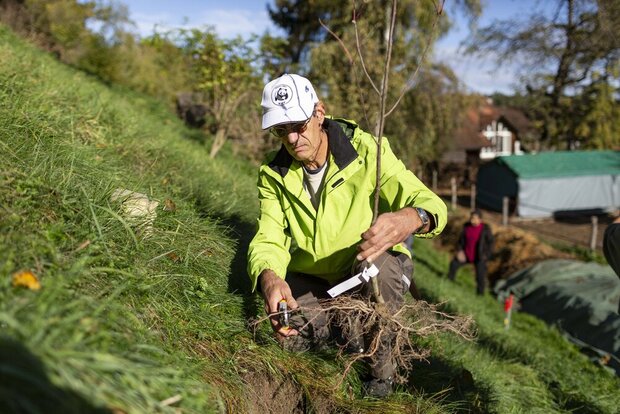 WWF-Einsatz - Hecke pflegen und Wiesel fördern