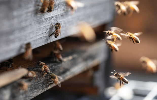 BIENEN VERSTEHEN / IMKER*IN WERDEN