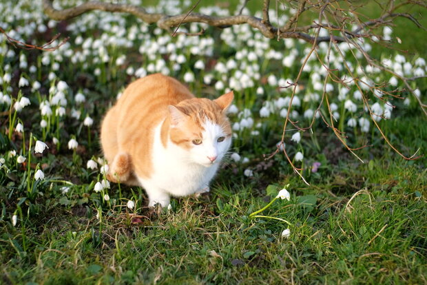 Caruso auf dem Nachtspaziergang