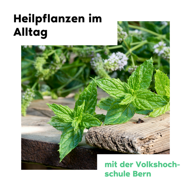 Kurs: Heilpflanzen im Alltag