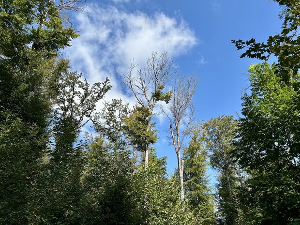 Waldspaziergang Thormannboden