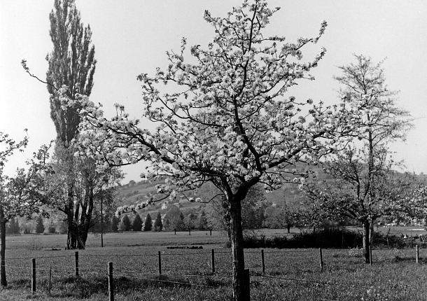 Etwas mit Äpfeln in Riehen