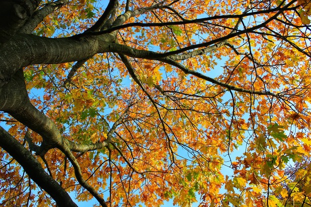 GaLiGrü aus dem herbstlichen Garten