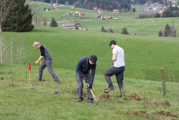 WWF-Einsatz - Hecke pflegen und Wiesel fördern