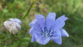 Bachblüten Bildwerkstatt Bilder machen und Ausgeglichenheit stärken