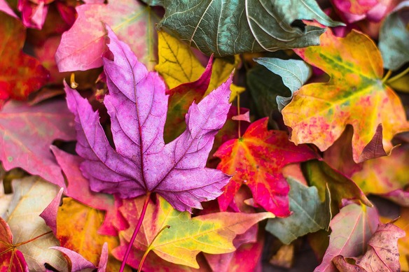 Wo gibt's den schönsten Herbstspaziergang?