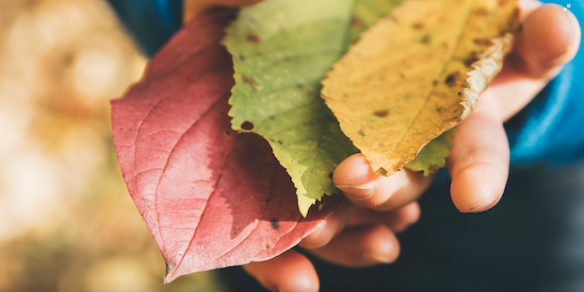 Herbstlaub-Rascheln in Zürich