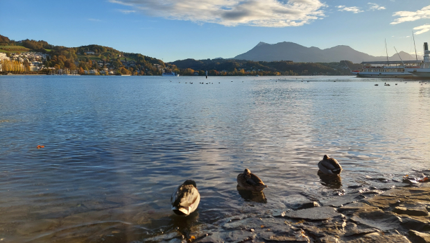 LUZERNPHOTOGEN