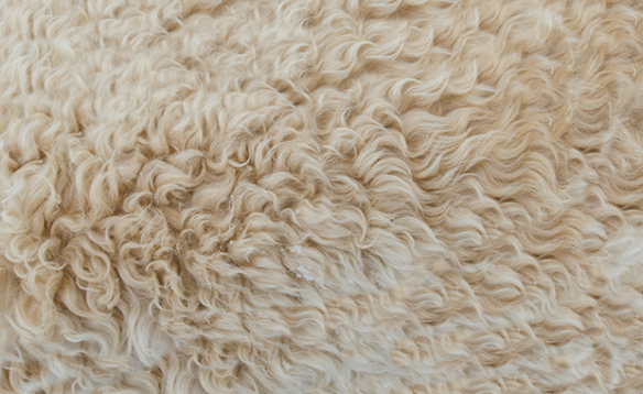 Animal Fibers