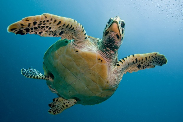 Plattentaufe zweier Schildkröten an Zitronendressing