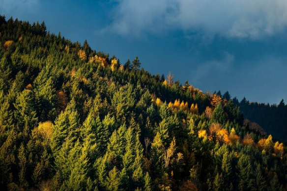 Wie kam eigentlich der Santiglaus in den Schwarzwald?