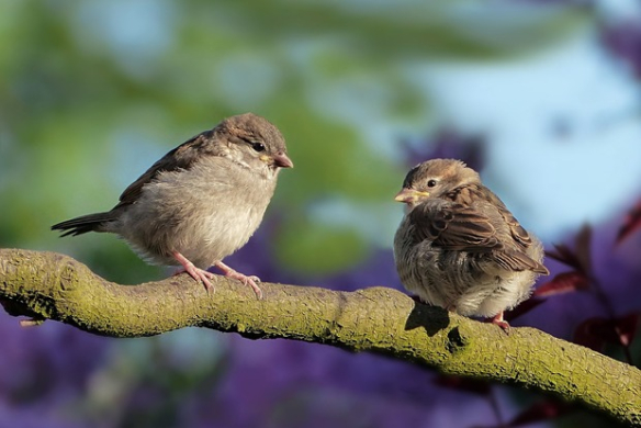 Vögel durch Ferngläser