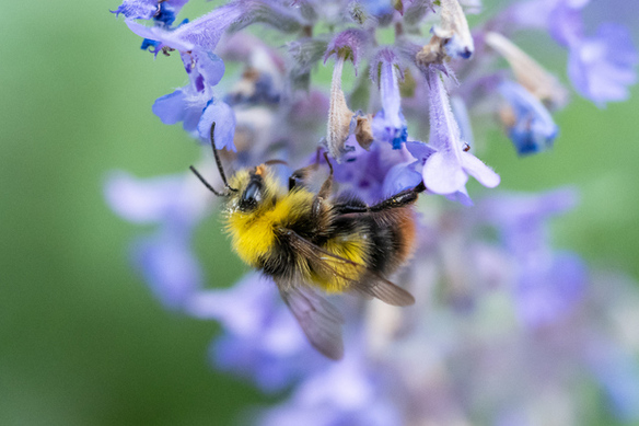 Mitmachen: Wollbiene & Wiesenhummel