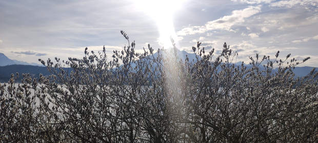 LUZERNPHOTOGEN