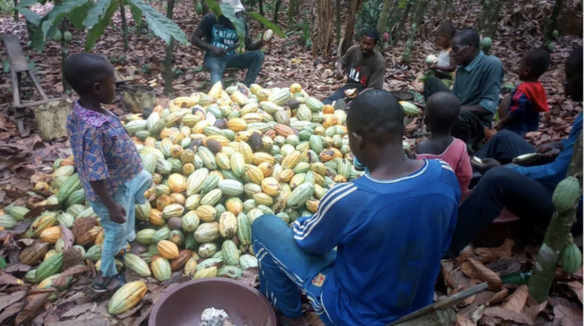 Museumscocktail: Auf den Spuren des Cacaos in der Côte d'Ivoire