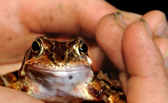 NEUCHÂTEL: Le réveil des grenouilles