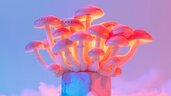 Teilnehmende für Psychedelika-Studie gesucht! (150 CHF)