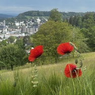 Mohnblumen im Gerstenfeld