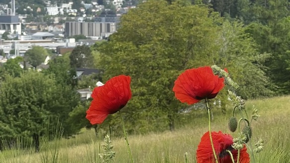 Mohnblumen im Gerstenfeld