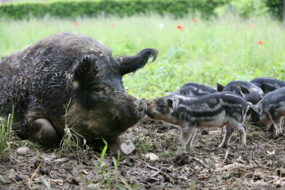 Fürhrung durchs Tierreich