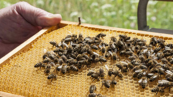 Offene Bienenhäuser