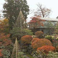 Ein verborgener Garten in Japan