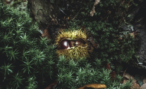 Die Königin des Herbstes