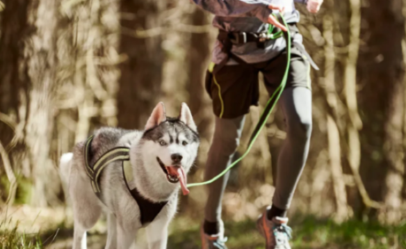 SAINT-MAURICE: Six pattes pour courir